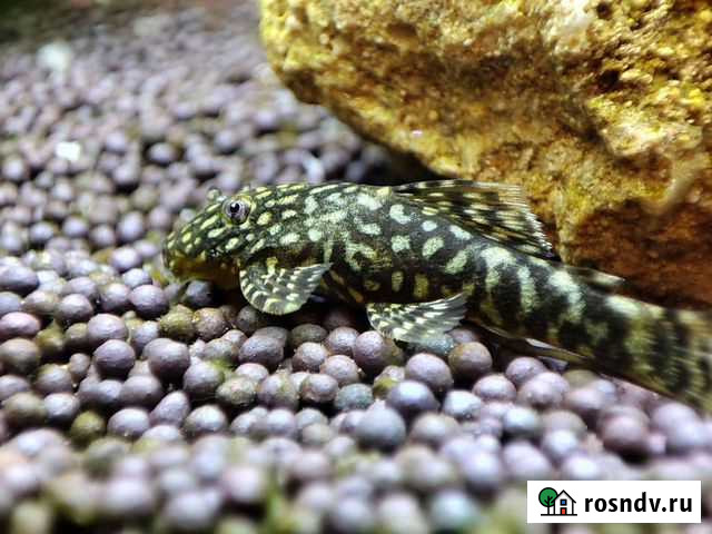 Анциструсы 2шт Курган - изображение 1