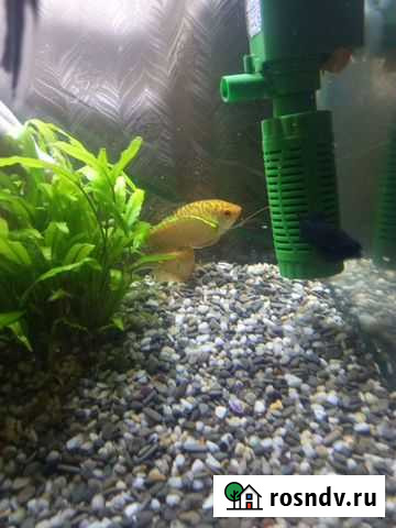 Аквариумные рыбки гурами Грибановский - изображение 1