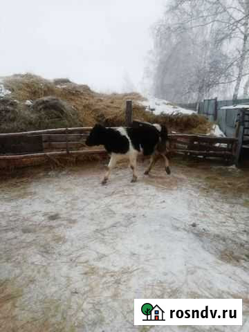 Бычок 8 месяцев Таврическое - изображение 1