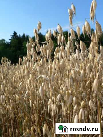 Овёс Абан - изображение 1