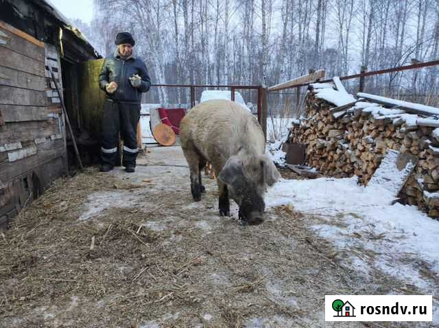 Хряк на мясо Уфа - изображение 1