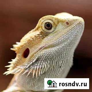 Бородатая агама Самара - изображение 1