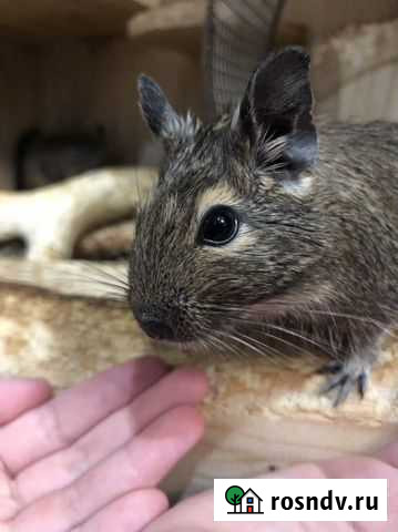 Дегу малыши 2 месяца Нижний Новгород - изображение 1