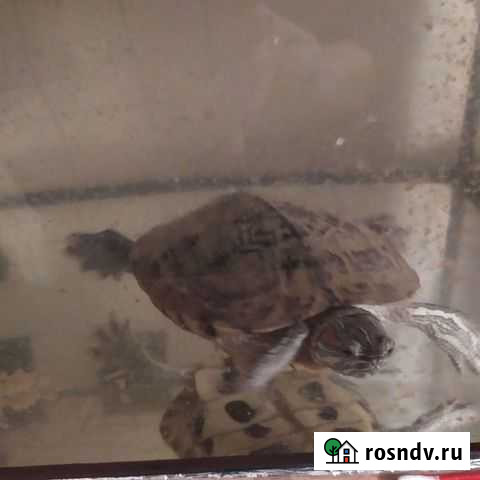 Красноухая черепаха с аквариумом Саратов - изображение 1