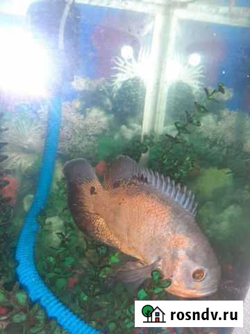 Рыба Благовещенск - изображение 1