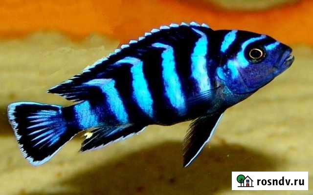 Демасони, ауратус, калибри, манагуанцы Дёмино - изображение 1