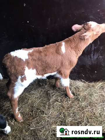 Телята, бычки от частной фермы Мценск - изображение 1