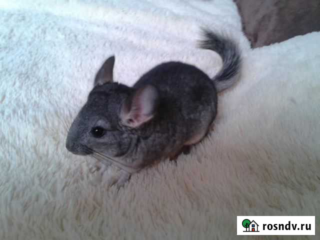 Шиншиленок Воронеж - изображение 1