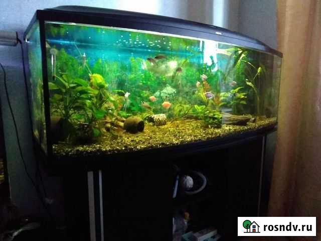 Аквариум Магнитогорск - изображение 1