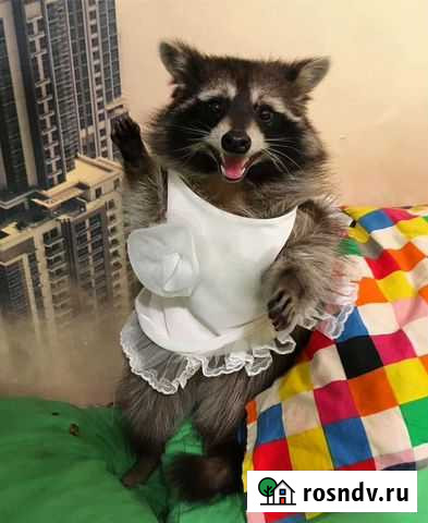 Енот Санкт-Петербург - изображение 1