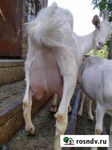 Отдам козочку от 17.12.21 Ростов-на-Дону - изображение 1