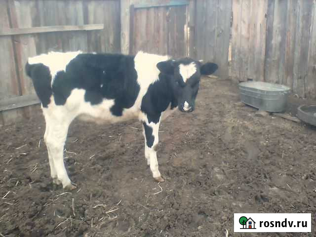 Продам телку Аргаяш - изображение 1