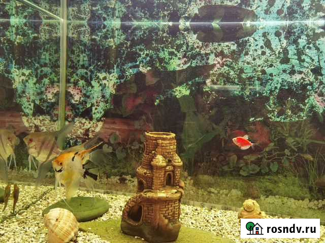 Украшение для аквариума Уфа - изображение 1