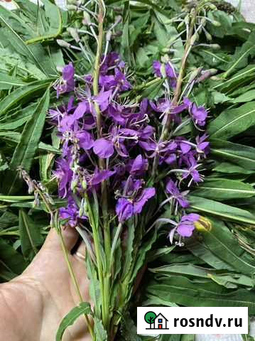 Иван чай ферментированный. Кипрей. Свежайший Коркино - изображение 1