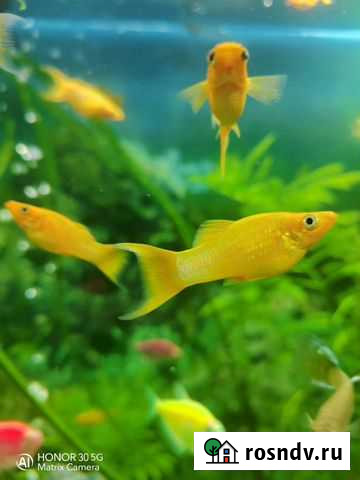 Рыба Подольск - изображение 1