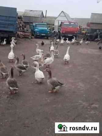 Гуси Цимлянск