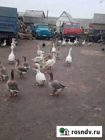 Гуси Цимлянск - изображение 1