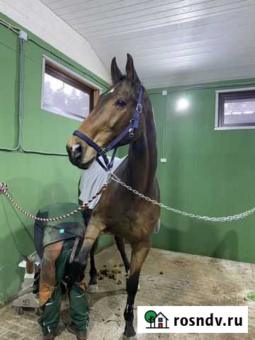 Высоченный (184 см в/х) конь Щёлково - изображение 1