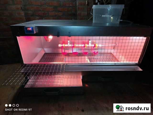 Брудер для цыплят, утят, индюшат Тбилисская - изображение 1