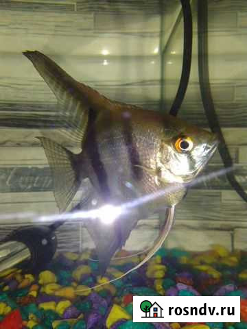 Рыба Скалярия Иглино - изображение 1