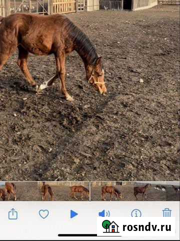 Арабская кабылка Ачхой-Мартан - изображение 1