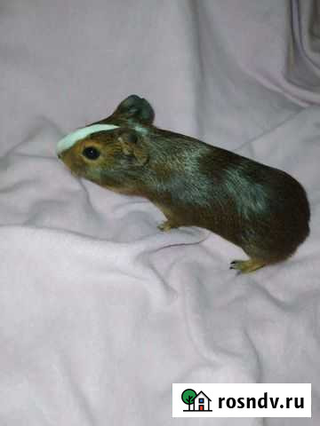 Морская свинка Омск - изображение 1