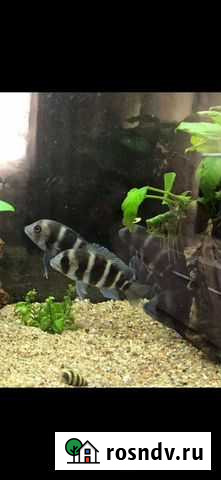 Фронтоза Набережные Челны - изображение 1