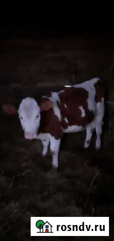 Телёнок Дорогобуж - изображение 1