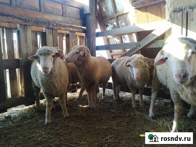 Овцы бараны Терекли-Мектеб - изображение 1