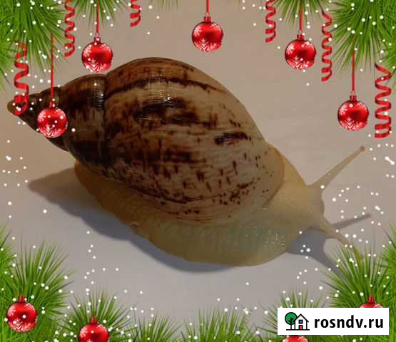 Новогодняя распродажа Ахатин Смоленск - изображение 1