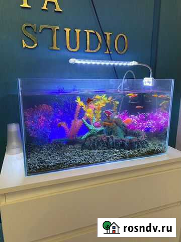 Аквариум Оренбург - изображение 1