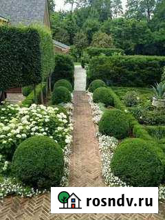 Стригу живые изгороди, туи Знаменск - изображение 1