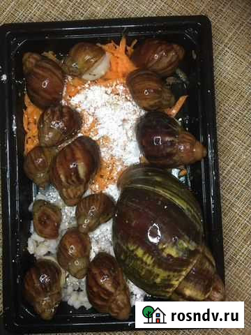 Улитка Архахатина Сп Бенин (цена за всех) Москва - изображение 1