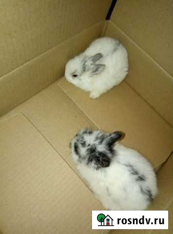 Декоративные кролики Славск - изображение 1