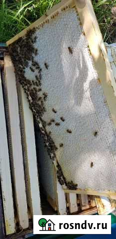 Мед натуральный лес + цветочный с личной пасеки Якутск - изображение 1