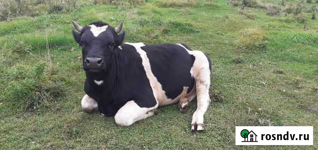 Бык Полесск - изображение 1