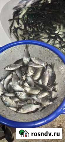 Живец Вологда - изображение 1