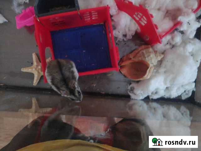 Джунгарский хомяк Новогорный - изображение 1