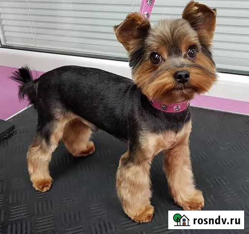 Стрижка собак Москва - изображение 1