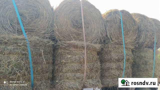 Продаю сено тюки по 300кг Онгудай - изображение 1