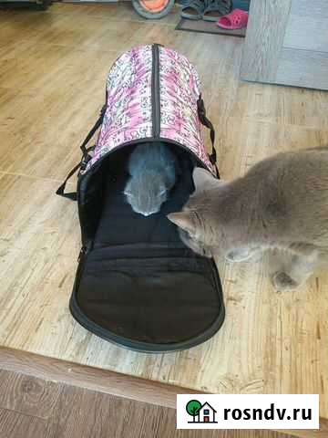 Переноска для кошки Мурино - изображение 1