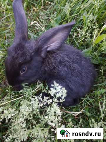 Кролики Барнаул - изображение 1