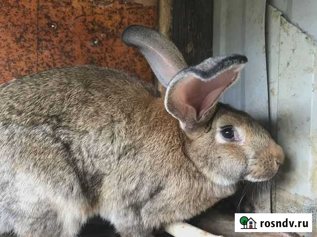Кролики крупных пород Великан и Бабочка Саратов - изображение 1