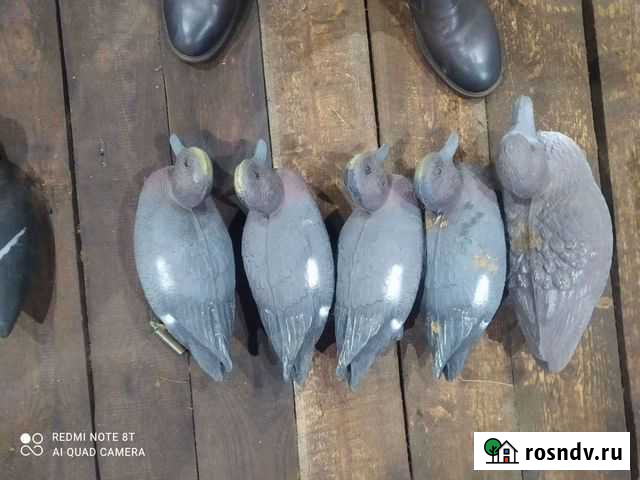 Чучелья уток Ростов - изображение 1