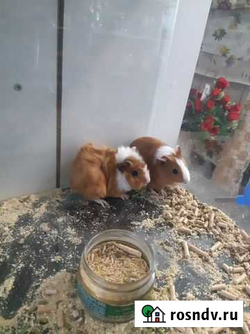 Морская свинка Багаевская - изображение 1