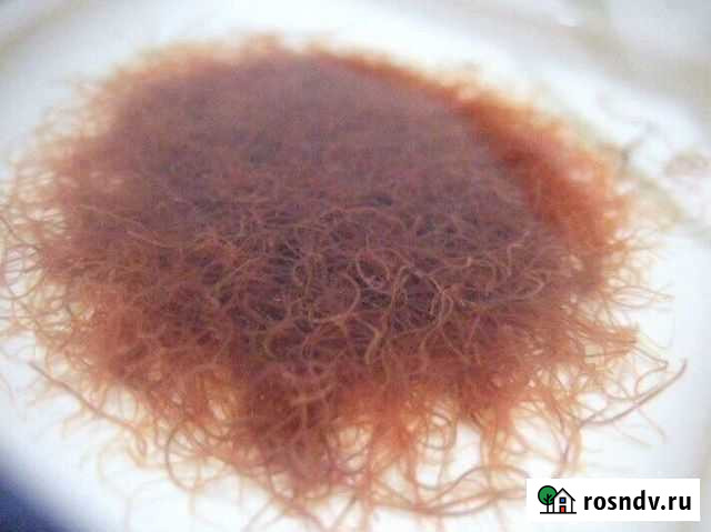 Аулофорус, гриндаль Балахна - изображение 1