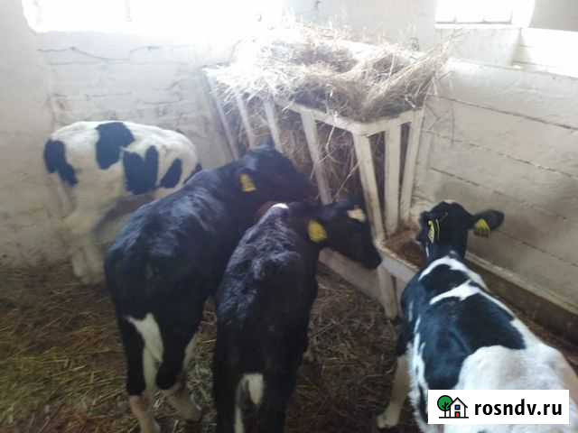 Телята бычки Кашира - изображение 1