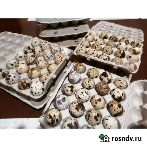Яйца перепелиные Череповец - изображение 1