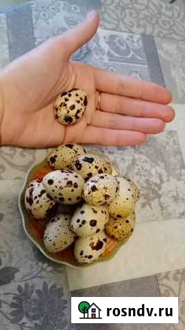 Перепелиные яйца Кашира - изображение 1