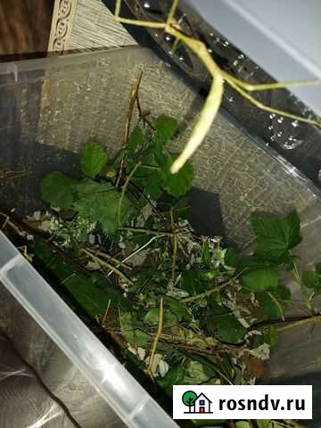 Палочники Каменск-Уральский - изображение 1